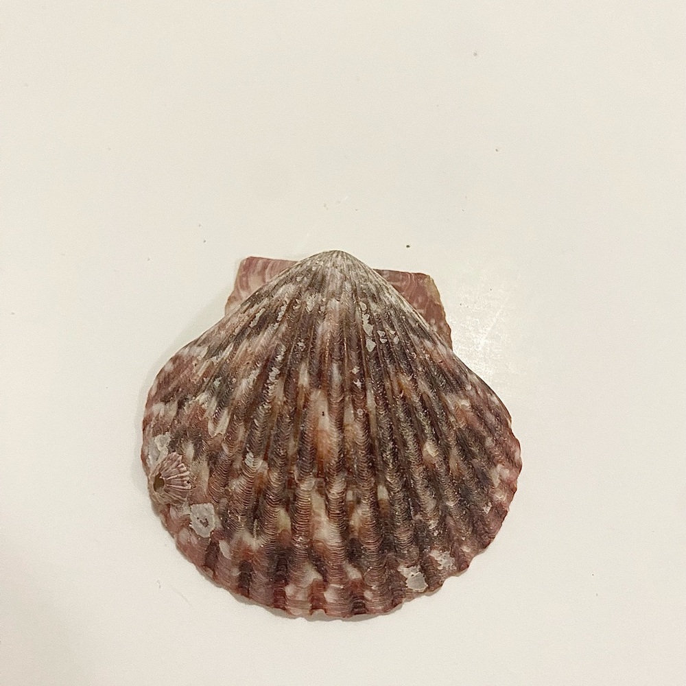 Natural Scallop Seashell – Brown Fan-Shaped Shell for Crafts, Decor, or Display